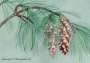 Веймутов бор (Pinus strobus)