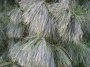 Веймутов бор (Pinus strobus)