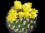 Венгартия (Weingartia lanata)