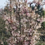 Вибурнум, калина (Viburnum)