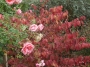 Вибурнум, калина (Viburnum)