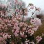 Вибурнум, калина (Viburnum)