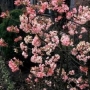 Вибурнум, калина (Viburnum)