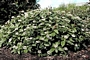 Вибурнум  (Viburnum davidii )