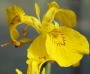 Воден ирис, жълт (Water Iris)