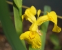 Воден ирис, жълт (Water Iris)
