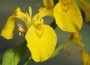 Воден ирис, жълт (Water Iris)