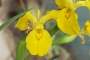 Воден ирис, жълт (Water Iris)