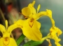 Воден ирис, жълт (Water Iris)