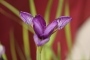 Воден ирис, лилав (Water Iris)