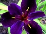 Воден ирис (Water Iris Louisiana Black Gamecock)