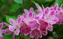 Дойция (Deutzia gracilis Rosea)
