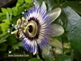 Пасифлора Каерулея, Церулея (Passiflora caerulea)