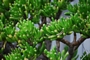 Красула (Crassula argentea Coral, Crassula gollum)