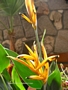 Хеликония (Heliconia Olympic Dream)