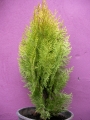 Златиста източна туя (Thuja plicata)