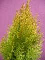 Златиста източна туя (Thuja plicata)