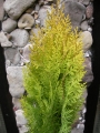 Златиста източна туя (Thuja plicata)