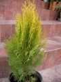 Златиста източна туя (Thuja plicata)