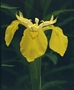 Воден ирис, жълт (Water Iris)
