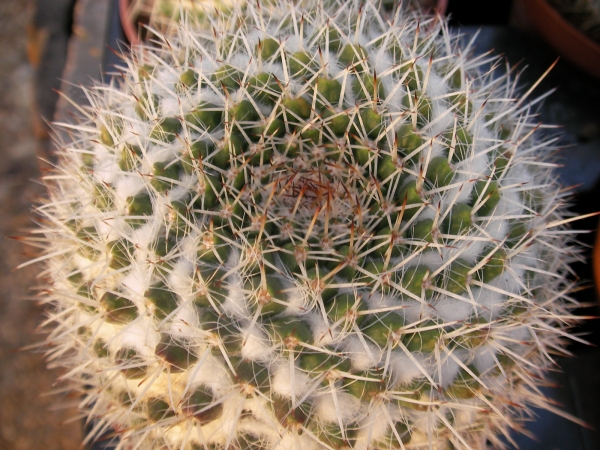 Мамилария (Mammillaria nejapensis) Мамилария (Mammillaria nejapensis)