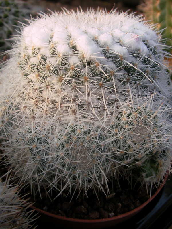 Мамилария (Mammillaria) Мамилария (Mammillaria)