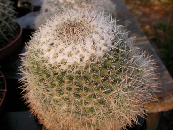 Мамилария (Mammillaria) Мамилария (Mammillaria)