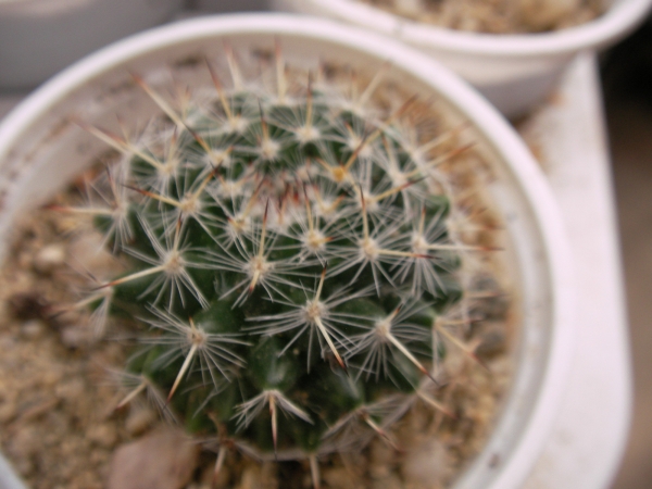 Мамилария (Mammillaria) Мамилария (Mammillaria)