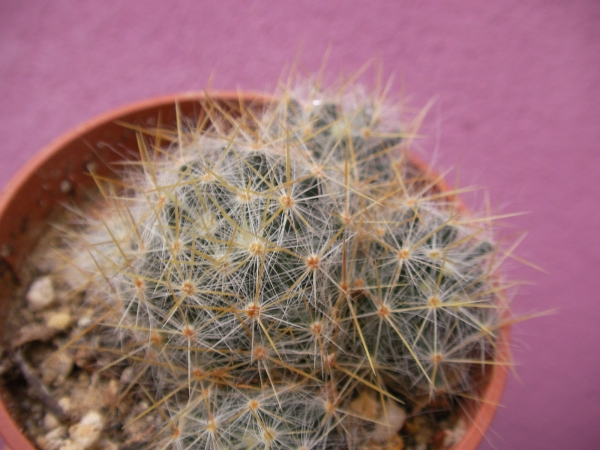 Мамилария (Mammillaria) Мамилария (Mammillaria)