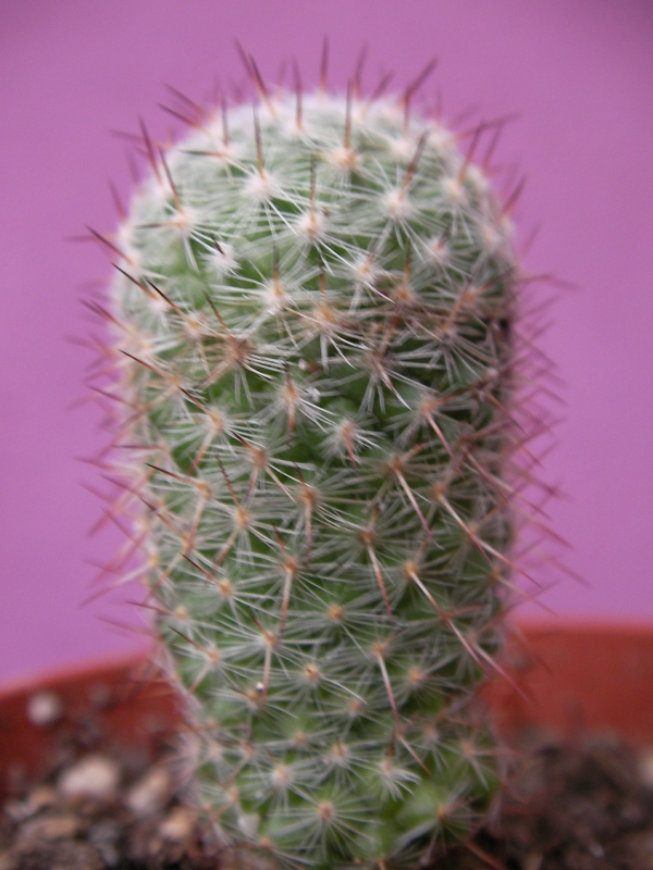 Мамилария (Mammillaria) Мамилария (Mammillaria)