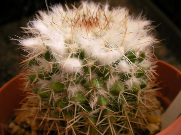 Мамилария (Mammillaria) Мамилария (Mammillaria)
