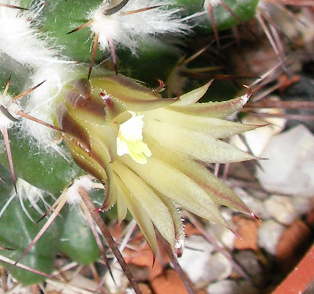 Мамилария (Mammillaria) Мамилария (Mammillaria)