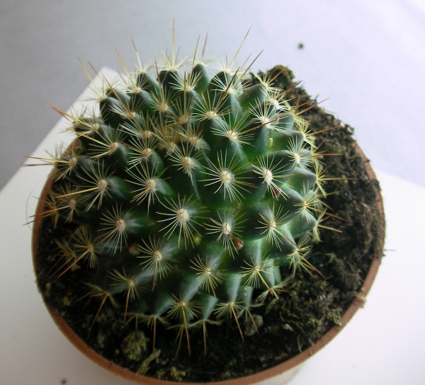 Мамилария (Mammillaria) Мамилария (Mammillaria)