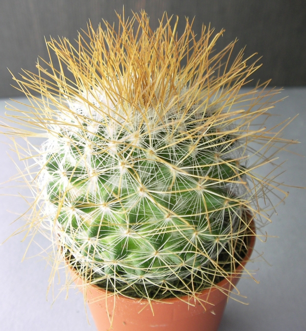 Мамилария (Mammillaria) Мамилария (Mammillaria)