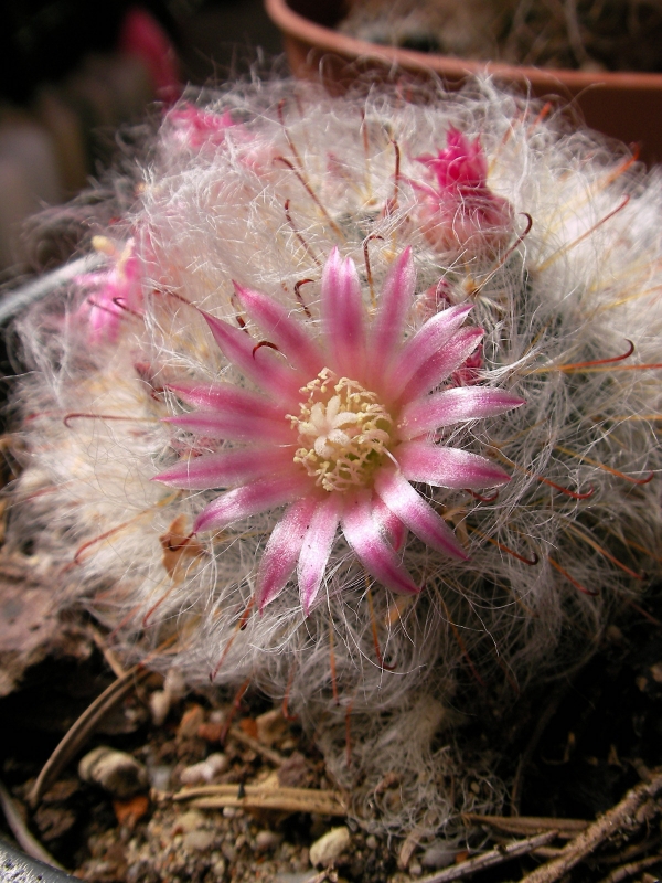 Мамилария (Mammillaria) Мамилария (Mammillaria)