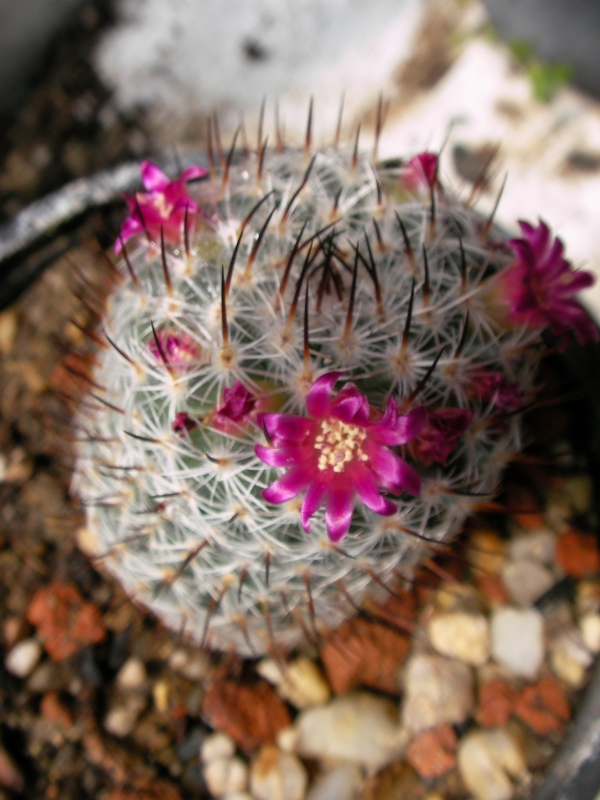 Мамилария (Mammillaria) Мамилария (Mammillaria)