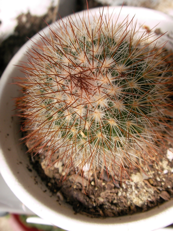Мамилария (Mammillaria) Мамилария (Mammillaria)