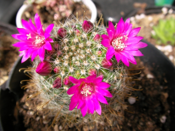 Мамилария (Mammillaria) Мамилария (Mammillaria)