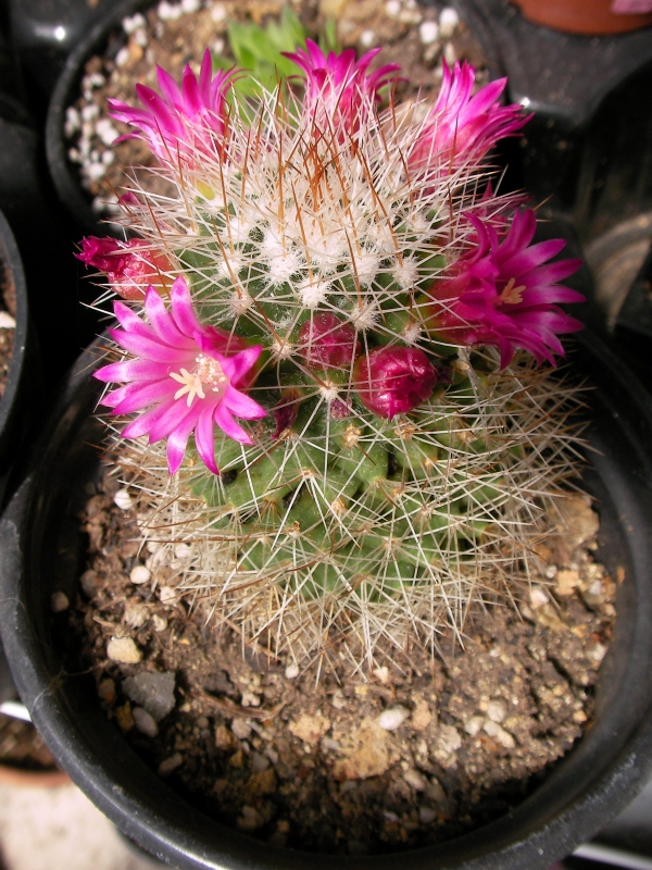 Мамилария (Mammillaria) Мамилария (Mammillaria)