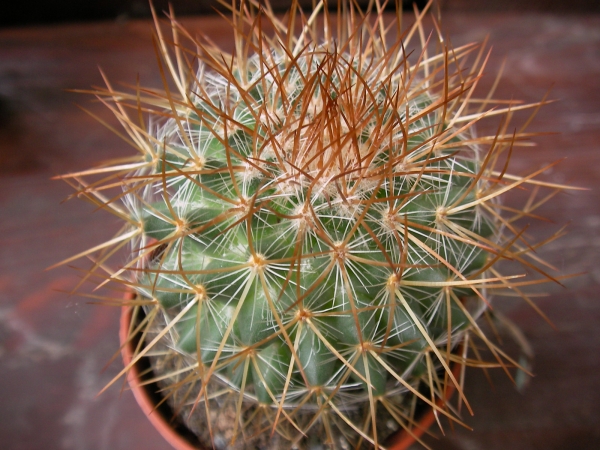 Мамилария (Mammillaria) Мамилария (Mammillaria)