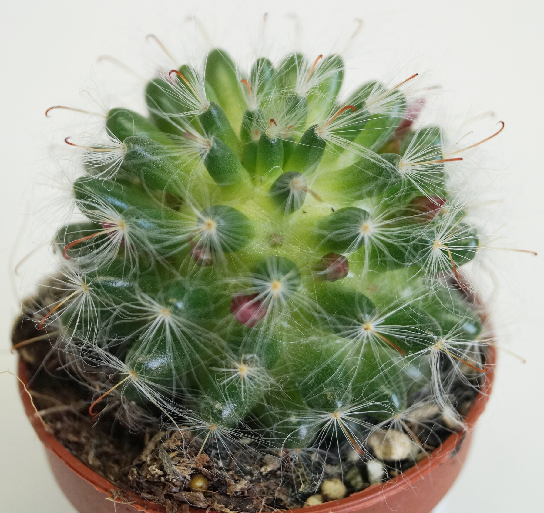 Мамилария (Mammillaria) Мамилария (Mammillaria)