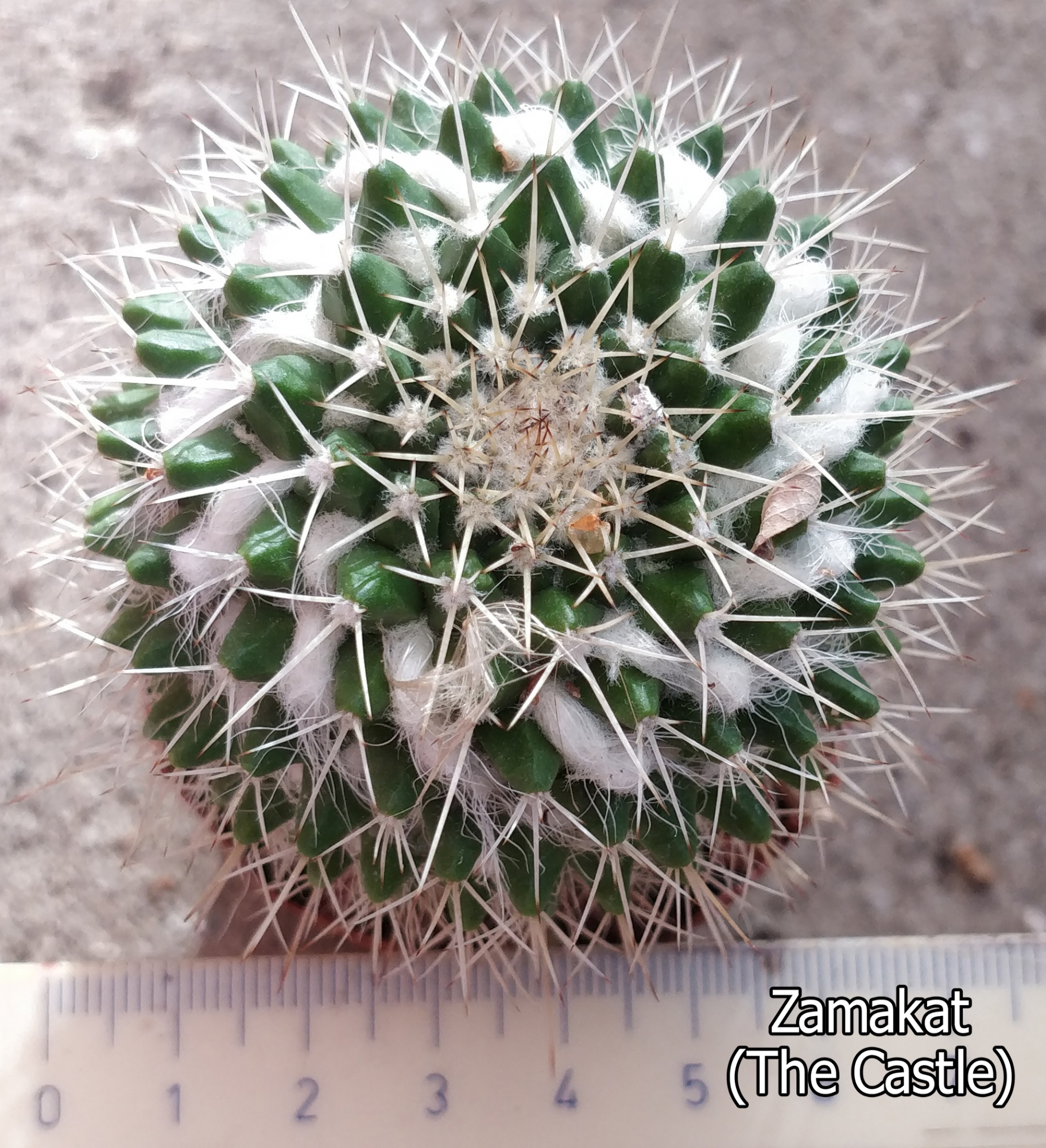 Мамилария (Mammillaria) Мамилария (Mammillaria)