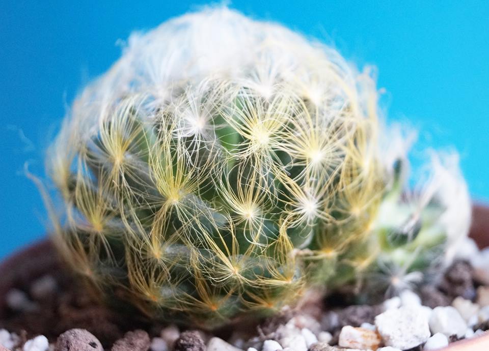 Мамилария (Mammillaria aureilanata) Мамилария (Mammillaria aureilanata)