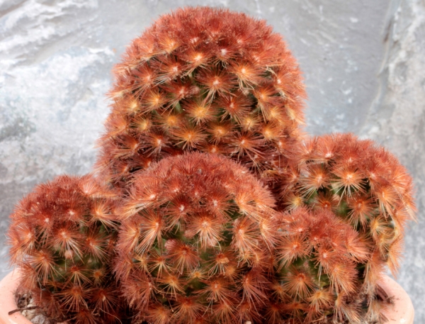 Мамилария (Mammillaria carmenae v. rubra) Мамилария (Mammillaria carmenae v. rubra)