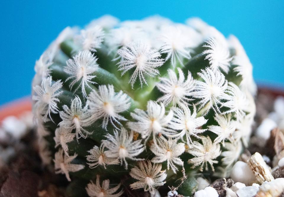 Мамилария (Mammillaria duwei) Мамилария (Mammillaria duwei)