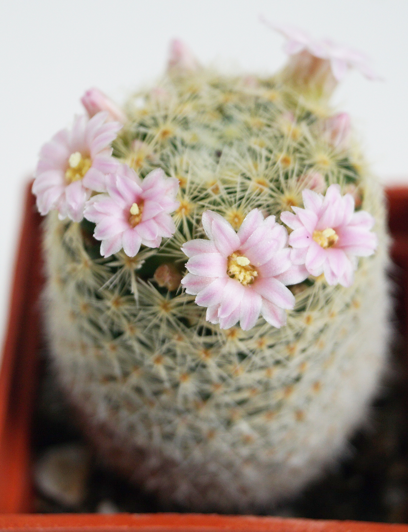 Мамилария (Mammillaria gilensis) Мамилария (Mammillaria gilensis)