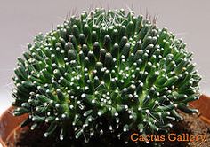 Мамилария (Mammillaria peinteri monstruosa) Мамилария (Mammillaria peinteri monstruosa)