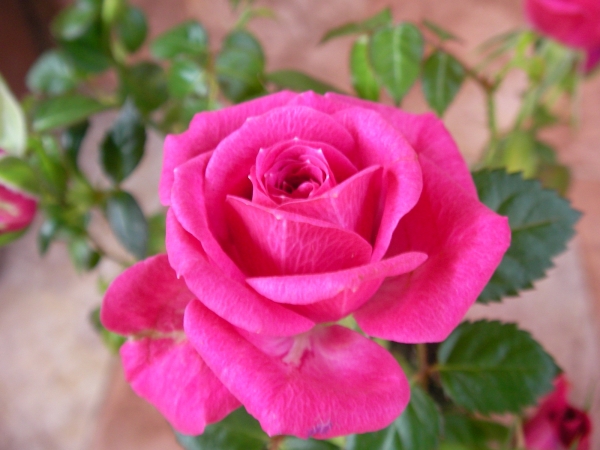 Мини роза цикламена (Mini rose)