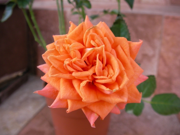 Мини роза оранжева (Mini rose orange)