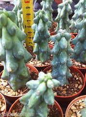 Миртилокактус (mirtillocactus cv fukurokuryuzinboku)